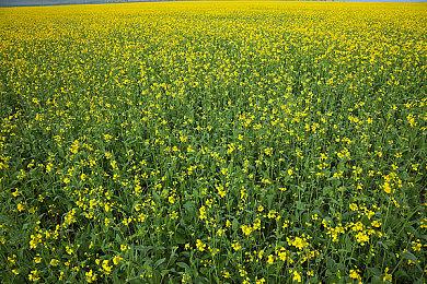 EMPRESS：D加密最新版非常复杂 恐怕难以攻破